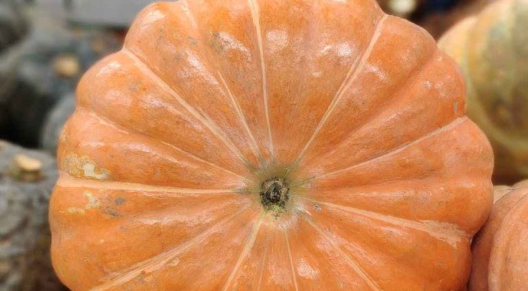 Food Assistance Programs featured image